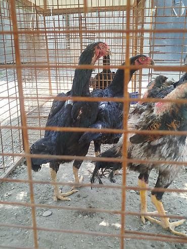 срочно в связи с переездом: Дакан мекиштер сатылат активный алмашу жолдору бар адрес Заря Тынчтык — 2