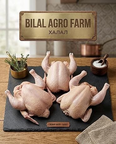 Халальная курица от Bilal Agro Farm 🐔 BILAL AGRO FARM — Таза жана