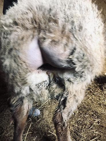 кой эдилбай: Продаю | Баран (самец) | Полукровка | На забой — 6