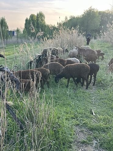 отдам голубей: Продаю | Овца (самка) | Полукровка | Для разведения | Матка — 3