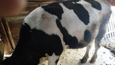 продаю дойных коров: Продаю | Бык (самец) | Привязанные — 6