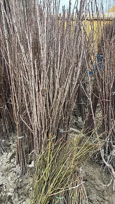 Саженцы деревьев оптом от 100 до 450 at lalafo.kg Саженцы деревьев оптом от 100 до 450