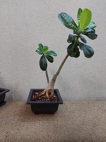 толстянка купить: Аденiums (Adenium obesum) – коллекционные суккуленты с каудексом — 9