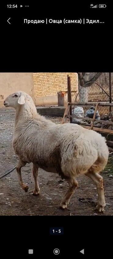 маток: Продаю | Овца (самка) | Эдильбаевская | Для разведения — 2