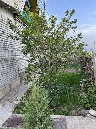 Продажа домов: Продаётся дача в с Байтик,СПК "Береке" Характеристики: • Площадь — 4
