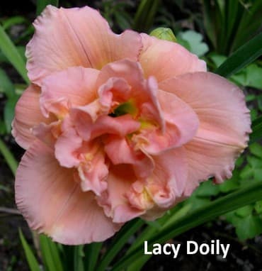 Все для дома и сада: Луковицы цветка: Лилейники, Самовывоз — 8