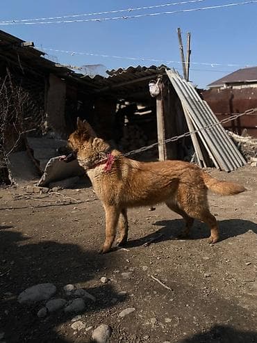 Собака сторожевая на цепи. Описание: - Крупная собака рыжего окраса с at lalafo.kg Собака сторожевая на цепи. Описание: - Крупная собака рыжего окраса с