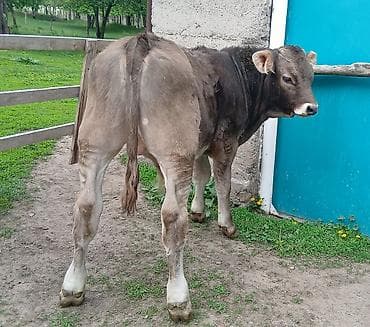 карова уй: Продаю | Бык (самец) | Швицкая | Для разведения | Искусственник — 1