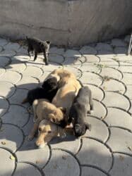щенок собака: Пристраиваем щенков в хорошие добрые руки. Метис, короткошёрстный — 15