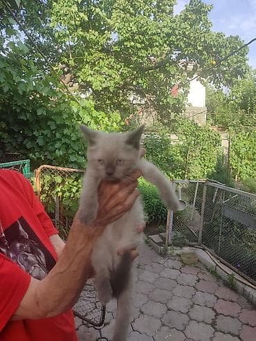 black cat: Котёнок окраса колор-пойнт (светлый корпус, тёмные ушки, лапы и — 2