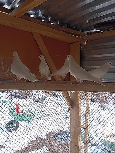 белый голубь: 5000ге берем баарын 6ШТ Бакин. (Жугоруго Алмашуу бар) — 2