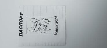 Продажа собак: Немецкая овчарка, 3 месяца, Самка, С прививкой — 6