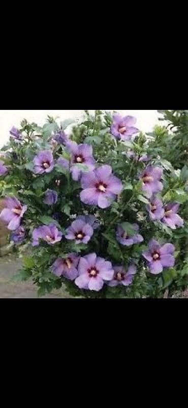 для пчёлы: Сирийский гибискус (Hibiscus syriacus) с лилово‑фиолетовыми цветками — 1