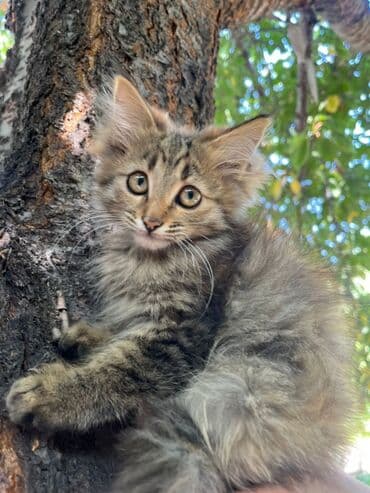 carters для мальчика: Беспородная, 2 месяца, Мальчик, Биколор, Приучена к лотку — 3