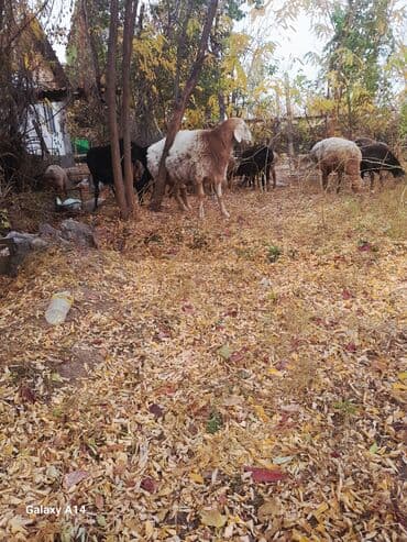 немецкая овчарка черная щенок купить: Продаю | Баран (самец) | Арашан | Для разведения | Осеменитель — 2