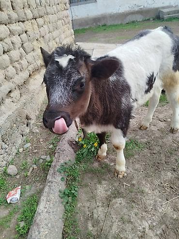 коне корсе: Продаю | Бык (самец) | Бельгийская | На откорм | Привязанные — 3