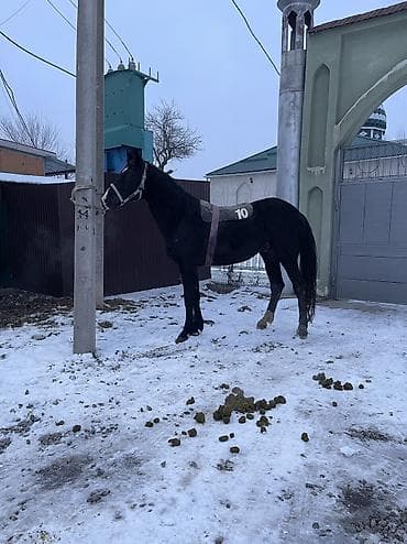 С/х животные и товары: Продаю | Конь (самец) | Конный спорт | Племенные — 10