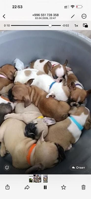 шотландская кошка бишкек: Щенки французского бульдога - Порода: французский бульдог - Окрас — 3