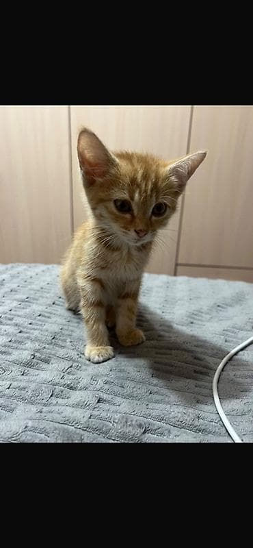 кошка пушистая: 1 месяц, Девочка — 2
