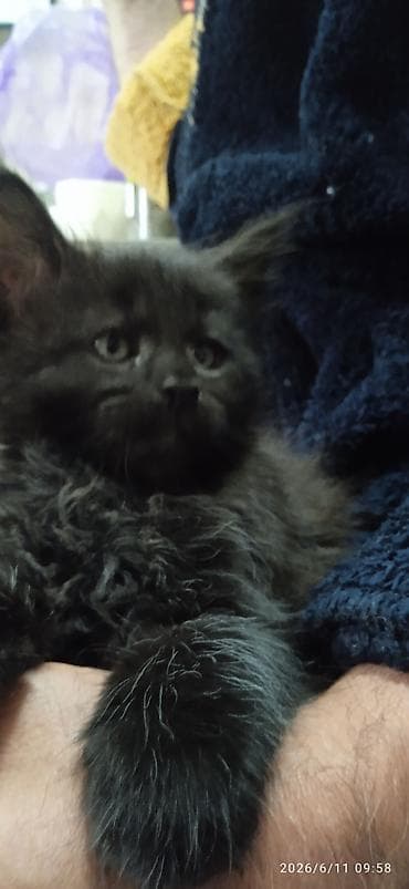кошки маин кун: Мейн-кун, 2 месяца, Девочка, Приучена к лотку, Проглистована — 4