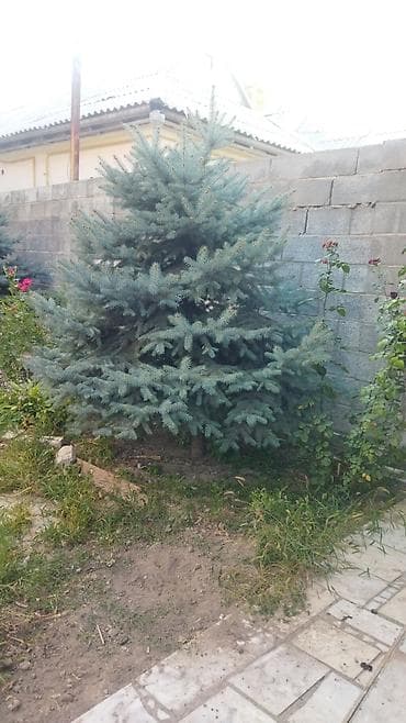 куплю голубой ель: Ель голубая (Picea pungens), выращенная на участке. Описание: - — 7