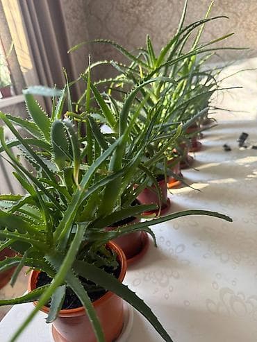 алое сок: Продаю алоэ — 4 года, крупные кусты! Бишкек. Рабочий городок — 8