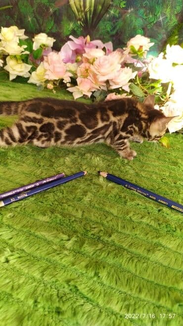 новорожденные котята: Бенгальская, 2 месяца, Мальчик — 21