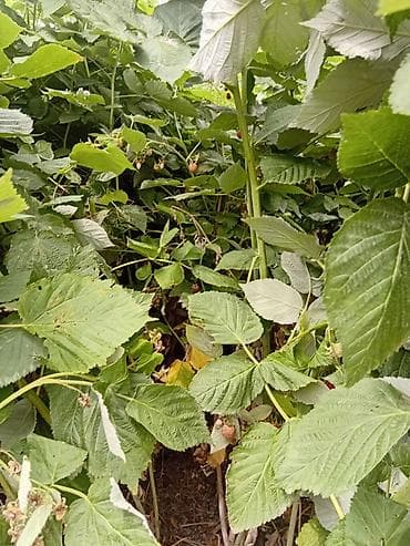 малина цена ош: Саженцы малины (ремонтантные кусты) - Мощные кусты с густой листвой и — 5