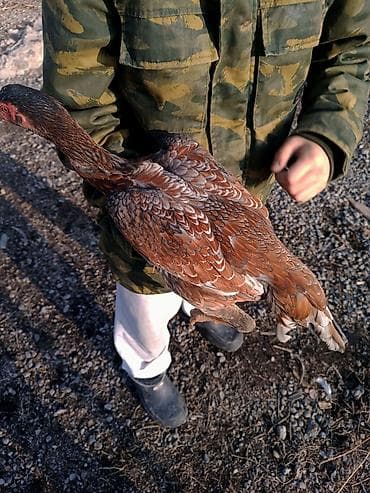 продажа арабских лошадей: Продаю | Куры | Бойцовая | Для разведения — 2