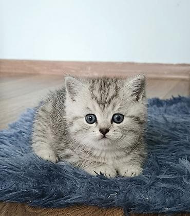 котята в хорошие руки: Плюшевые шотландские котята (Scottish Straight), красивый светлый — 1