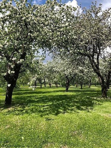 продаю действующий: Продается участок 15 соток в Жети Огуз С Молодыми яблонями и — 1