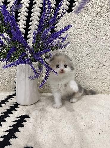 веслоухая кошка: Скотиш Фолд (Шотландская вислоухая), 1 месяц, Девочка, Приучена к лотку — 4