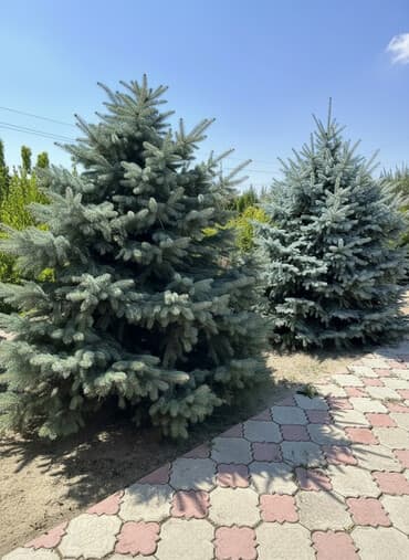 домашний цветы: Саженцы деревьев: Ели, Самовывоз — 1