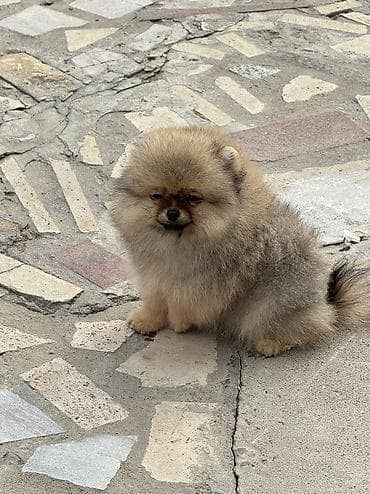 где продаются собаки: Шпиц, 2 месяца, Самка, С родословной — 5