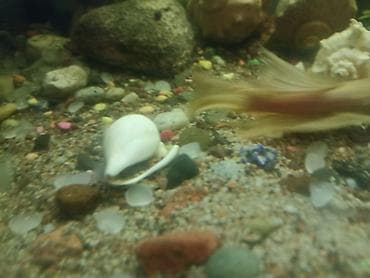 Зоотовары: Аквариум 220 литров заводской в рабочем состоянии стумбойбез — 6