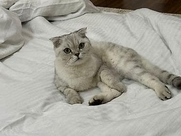Кошки: Скотиш Фолд (Шотландская вислоухая), 3 года, Мальчик, С документами, С прививками, Проглистована — 4