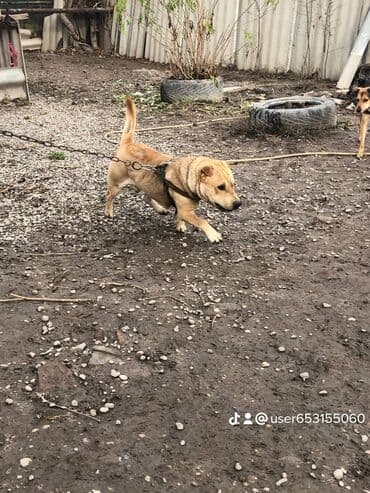 Шарпей смесь мальчик at lalafo.kg Шарпей смесь мальчик