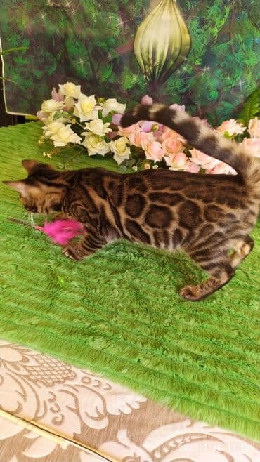новорожденные котята: Красивейшие бенгальские котята. большие четкие розетки .контрастный — 13