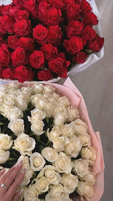 Голландские розы 80см - белые 101штук 5000,красные -51 штук 3500 отдаю at lalafo.kg Голландские розы 80см - белые 101штук 5000,красные -51 штук 3500 отдаю