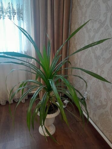 примула комнатные: Комнатные растения в декоративных кашпо - Фикус эластика (Ficus — 4