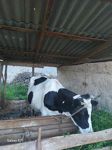 бычки теленок: Продаю | Тёлка, Музоо, торпок | Для молока | Привязанные — 4