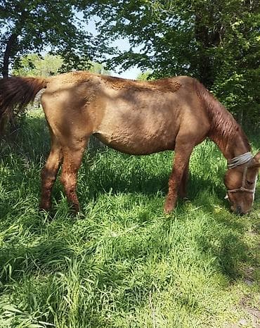 продаю лошади: Продаю | Кобыла (самка) | Кара Жорго | Для молока, Рабочий | Племенные — 3