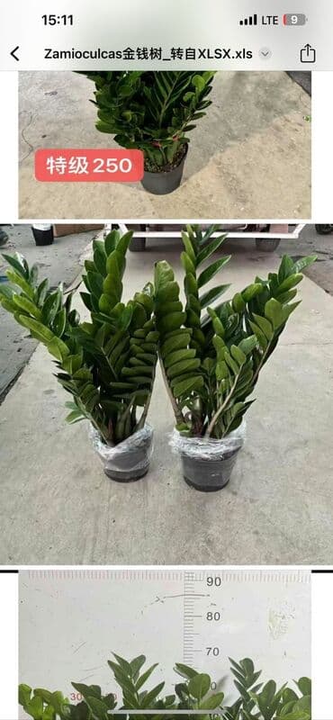 кактус эхинопсис: Комнатные растения в горшках: - Замиокулькас (Zamioculcas — 1