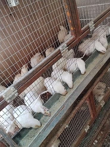 корм для животных: Продаю | Цыплята | Несушки — 2