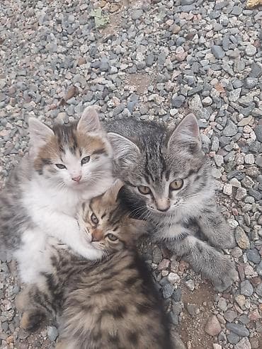 кошки бесплатные: Бесплатно, котята 
бекер мыйлар — 2