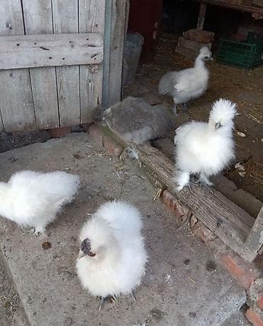 Иттер: Продам шелковые пуховики кур петух — 3