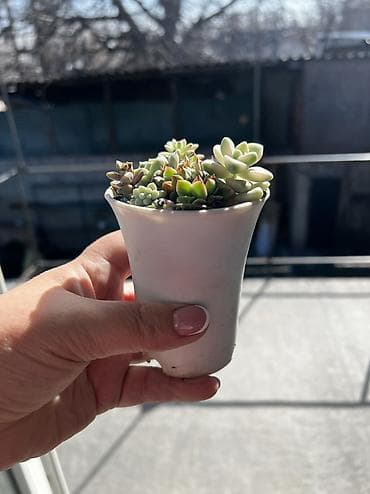 Текстиль: Продаю суккуленты: эхеверии, седумы, крассулы, эониумы алоэ — 9