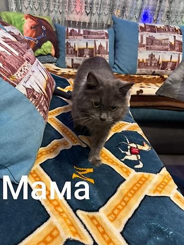 уй сатып алам бишкек: 2 айлык, Ургаачы, Күмүш өңдүү шиншилла, Лотокко барууга үйрөтүлгөн — 2