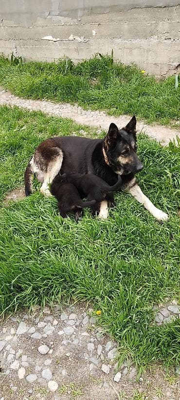 умная собака: Щенки от овчарки - Порода: немецкая овчарка (мать на фото). - Щенки — 5