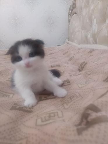 Аквариумы: Котёнок, чёрно‑белый, шотландский вислоухий, скотиш фолд,с очень — 4